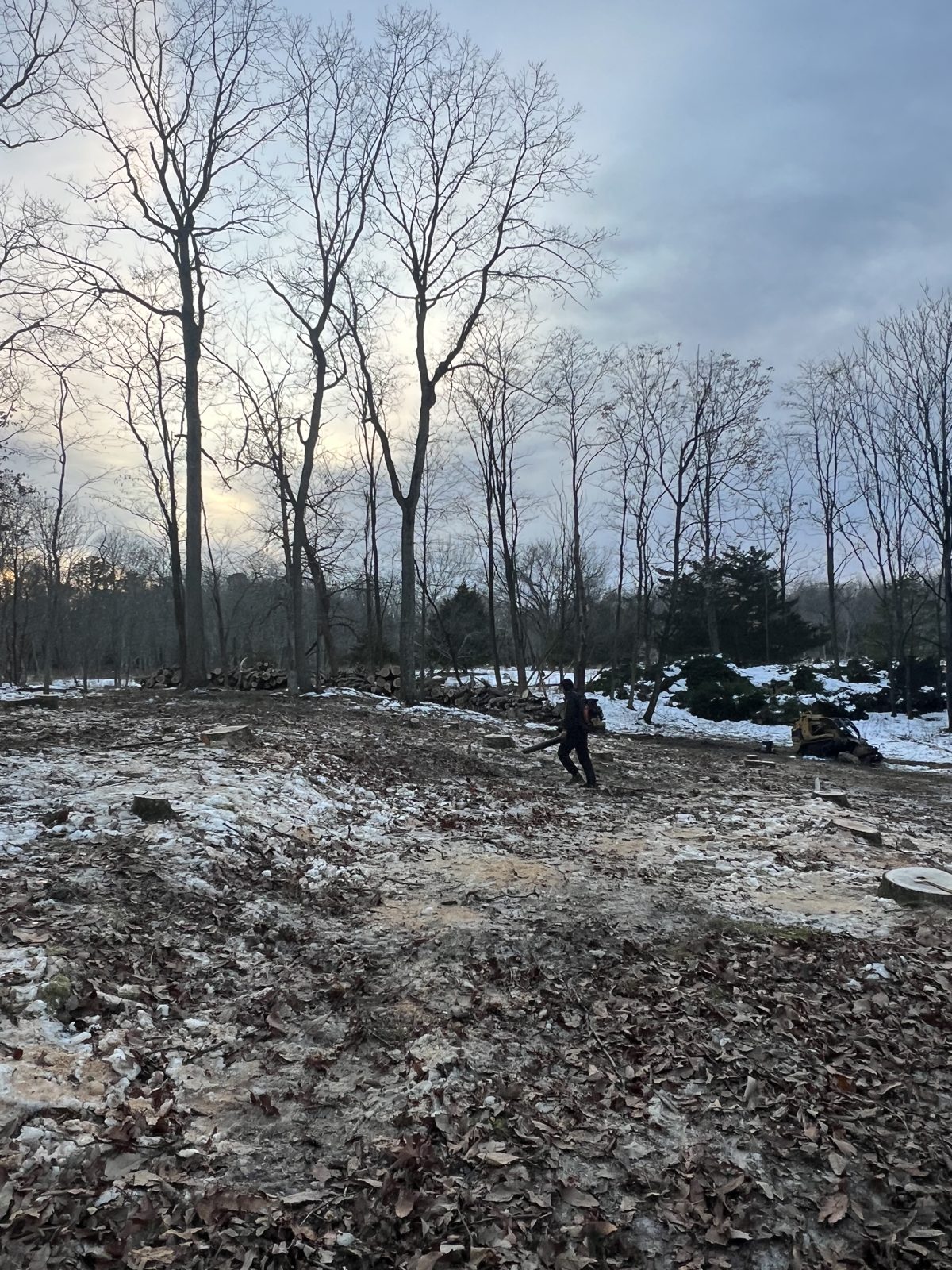 Overgrown wooded lot opened up, after