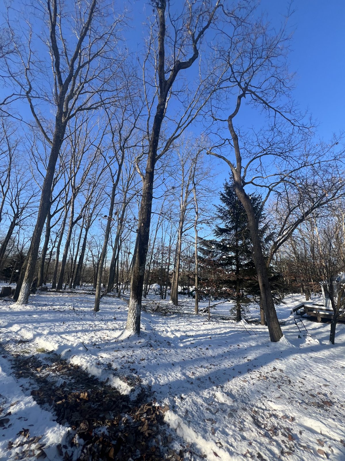 Overgrown wooded lot opened up, before