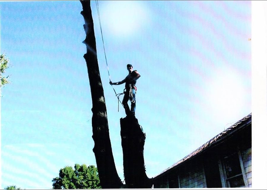 Tony climbing a tall trunk during a removal