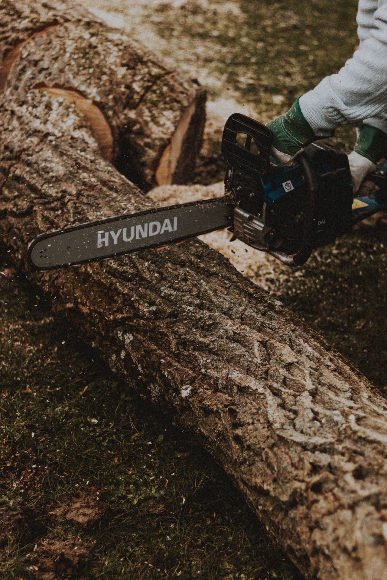 Crew removing a tree in sections